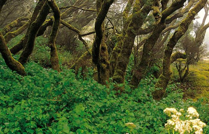 Finca Los Arcos Del Laurel Moya  Eksteriør bilde