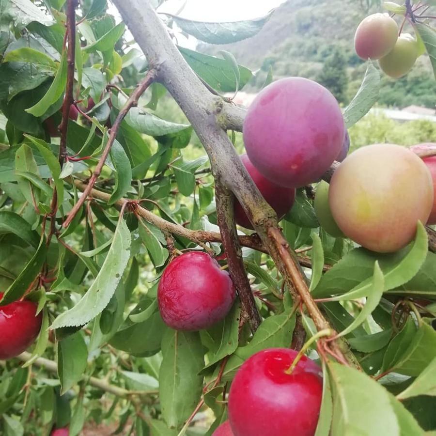 Finca Los Arcos Del Laurel Moya  Eksteriør bilde