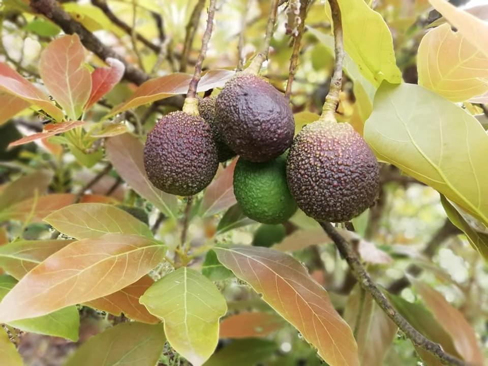 Finca Los Arcos Del Laurel Moya  Eksteriør bilde