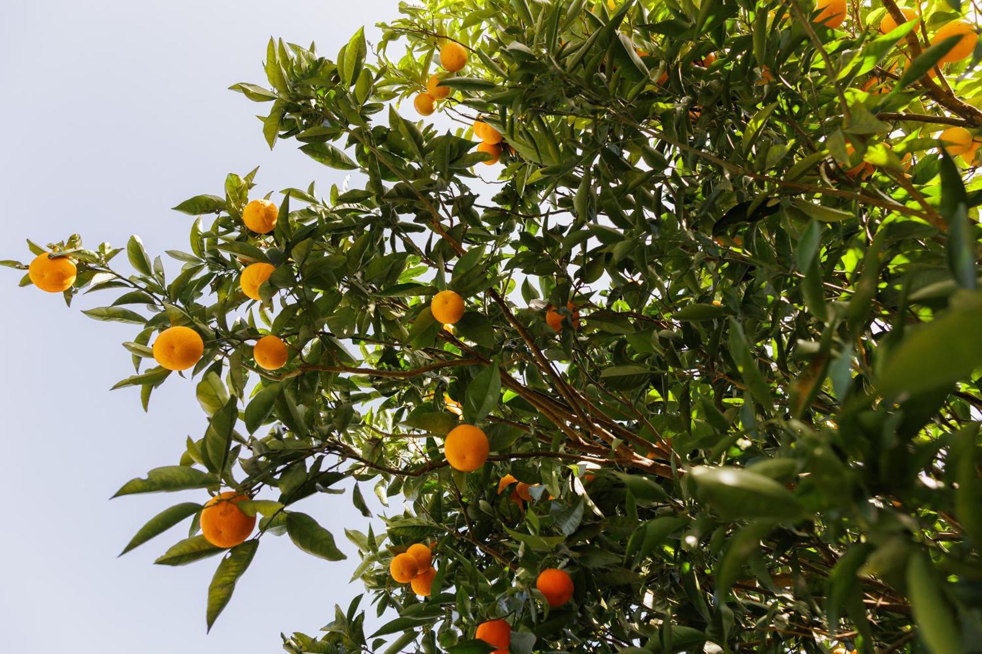 Finca Los Arcos Del Laurel Moya  Eksteriør bilde