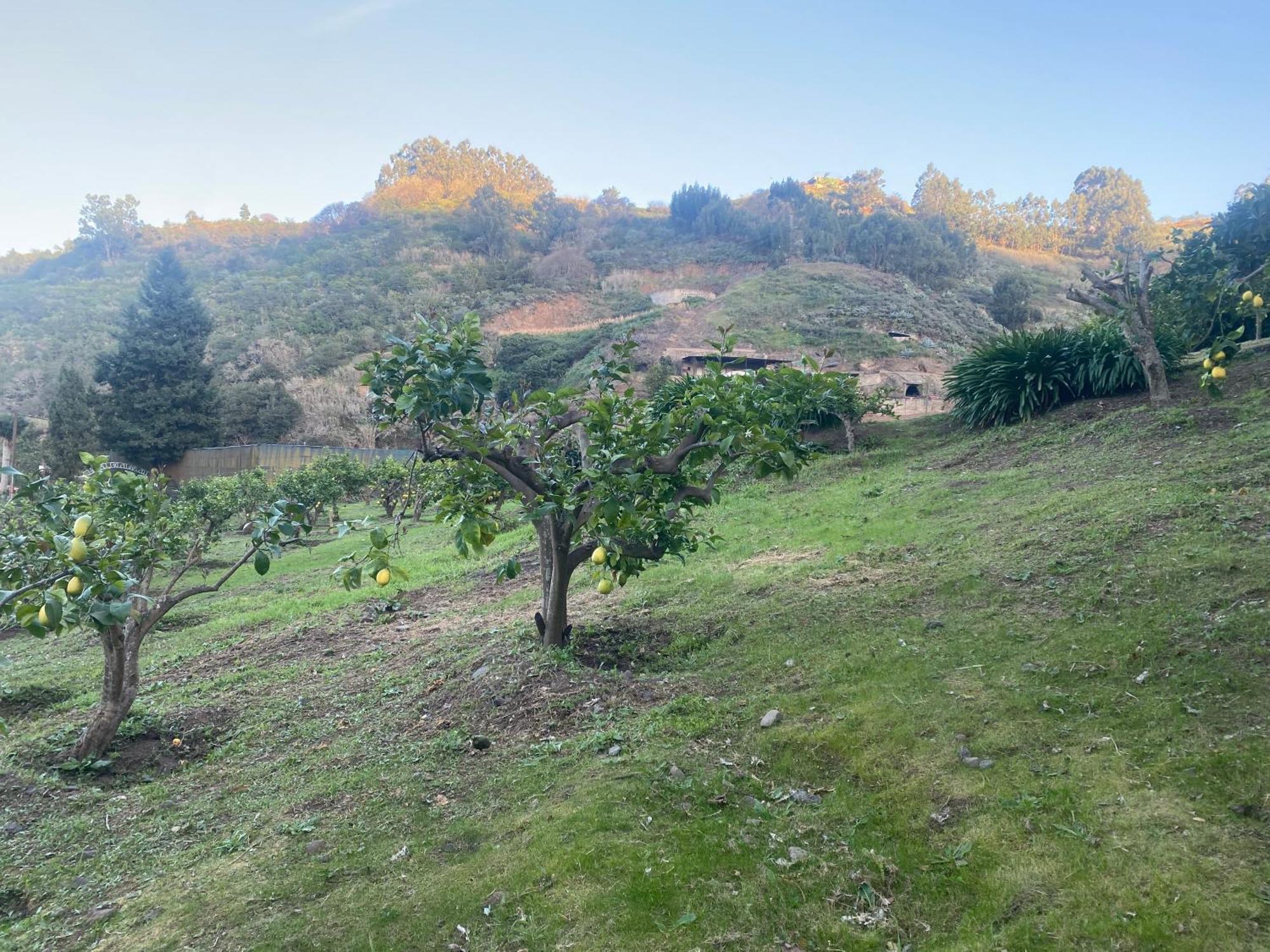 Finca Los Arcos Del Laurel Moya  Eksteriør bilde