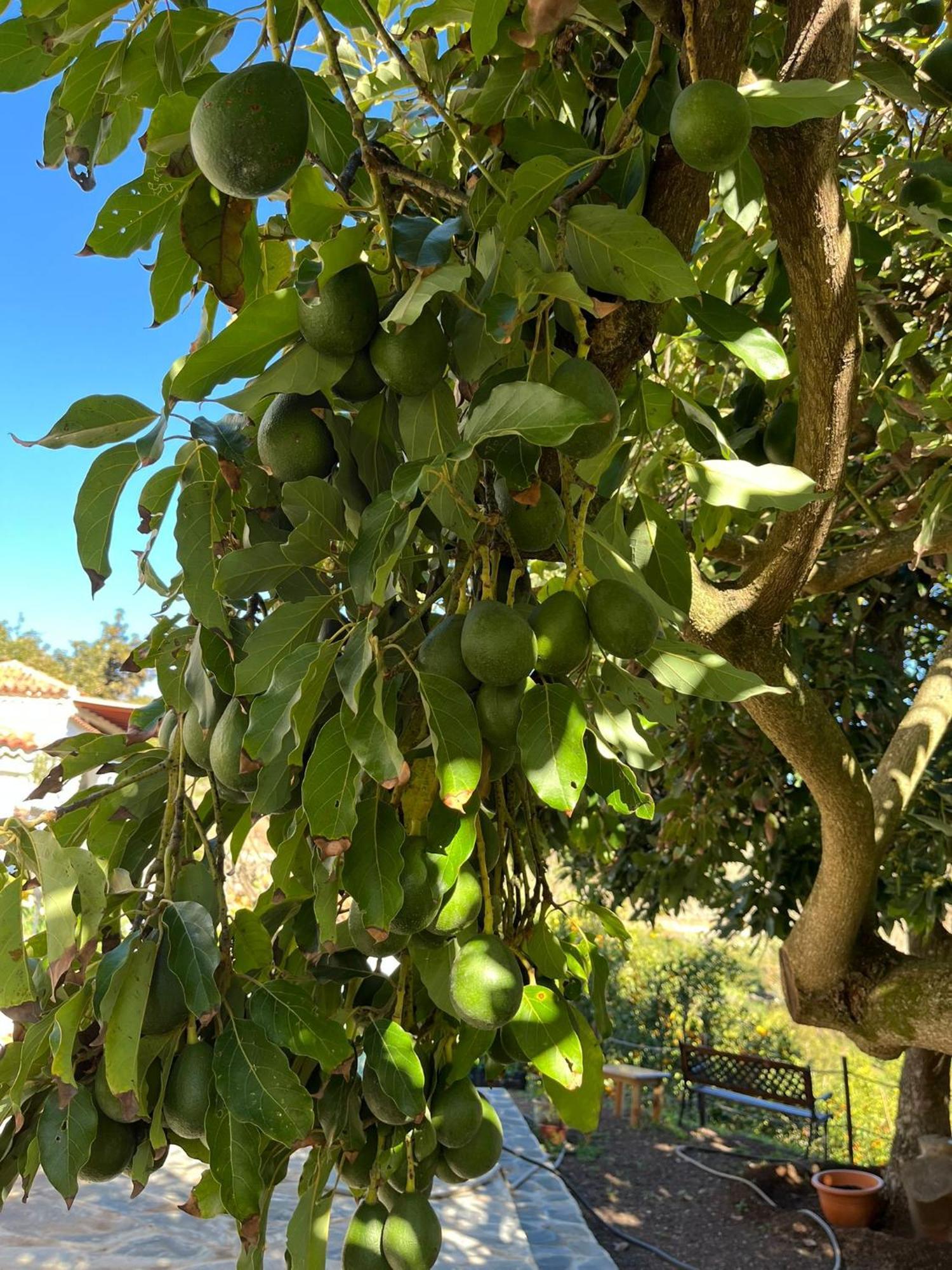 Finca Los Arcos Del Laurel Moya  Eksteriør bilde