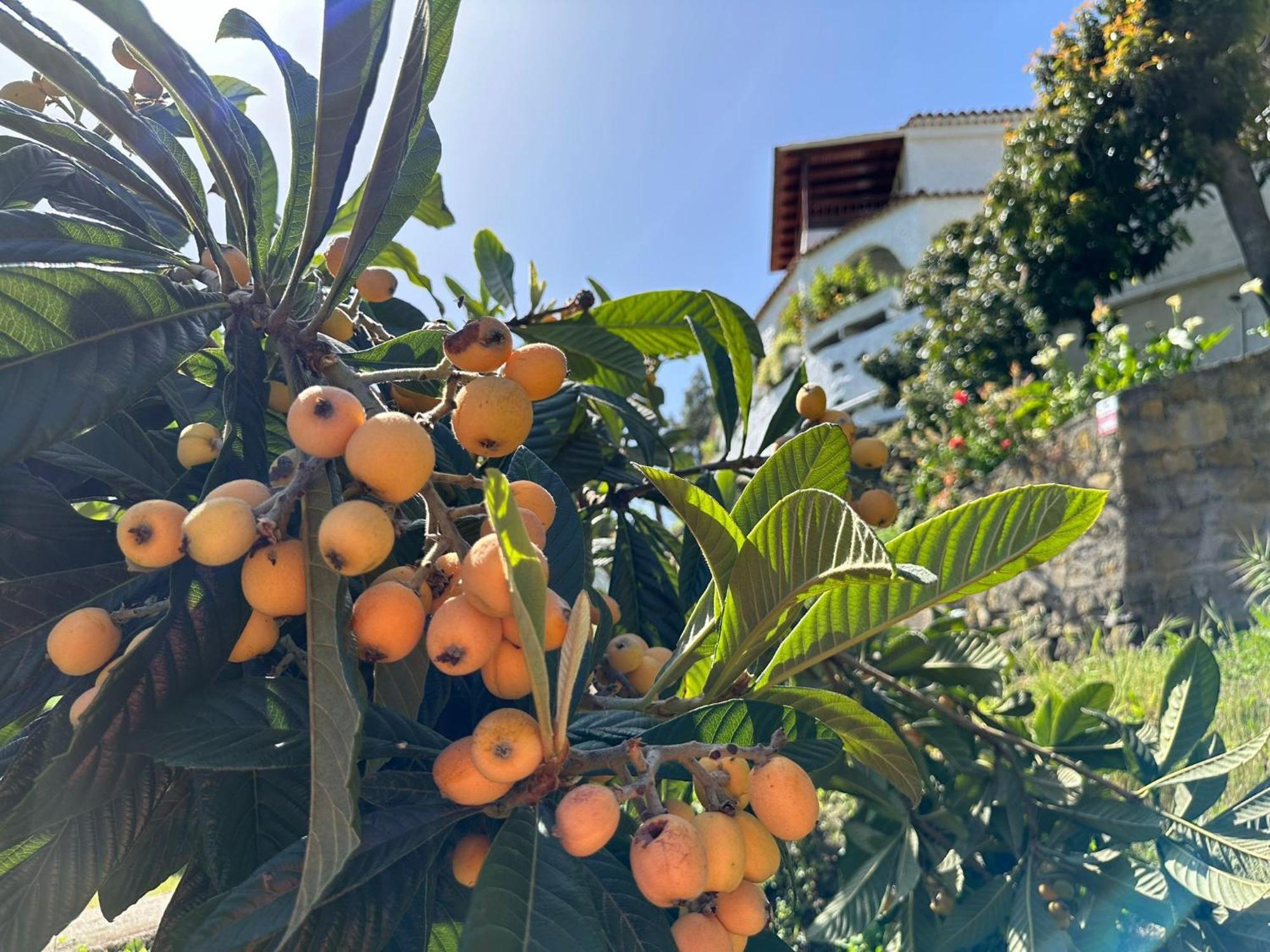 Finca Los Arcos Del Laurel Moya  Eksteriør bilde