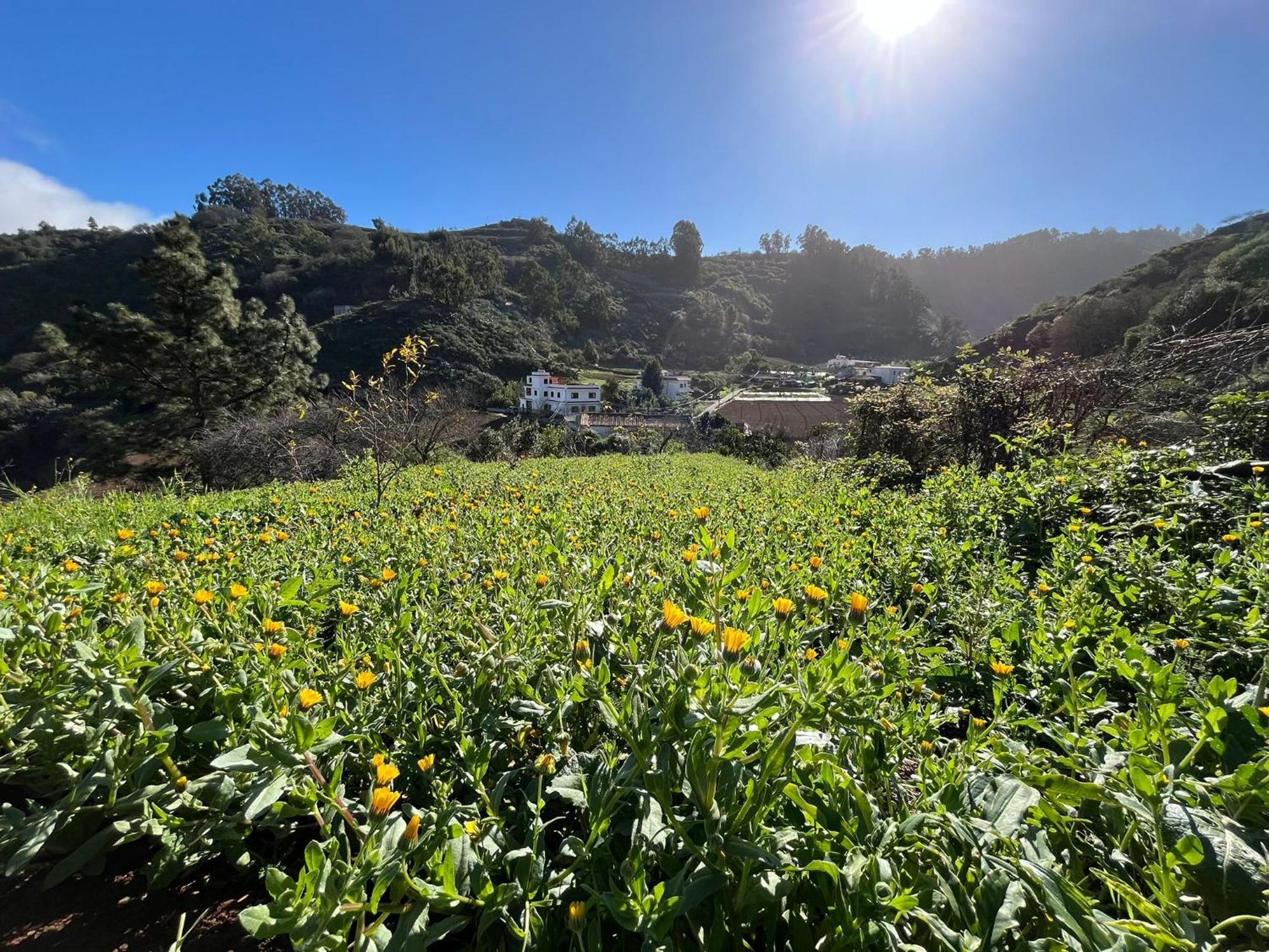 Finca Los Arcos Del Laurel Moya  Eksteriør bilde